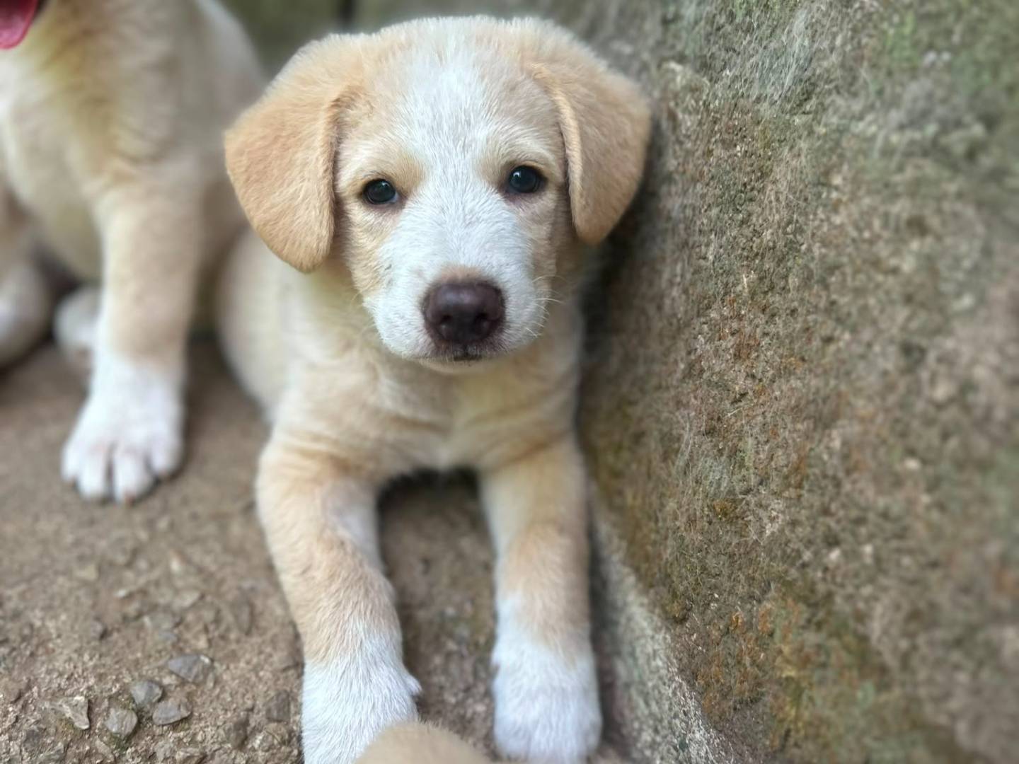 Adotta il cane Elio a Messina