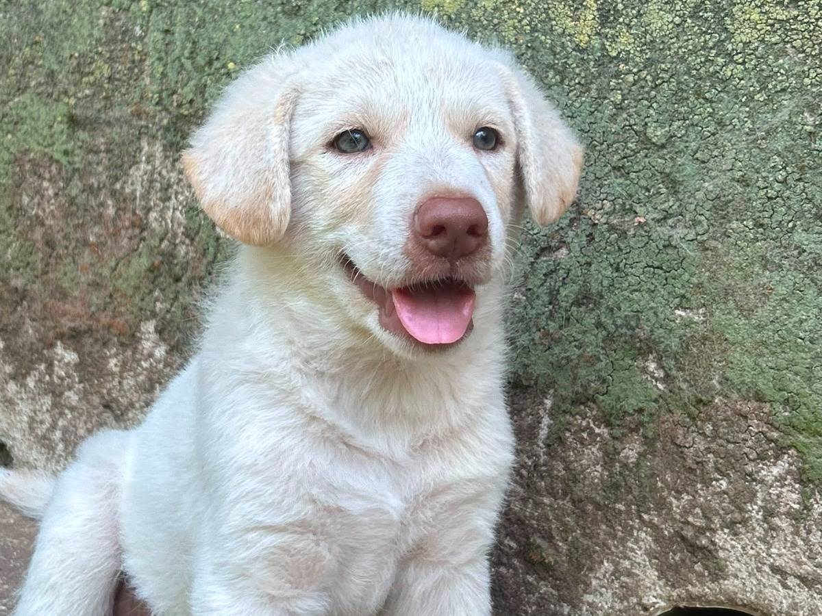 Adotta il cane Lumi a Messina