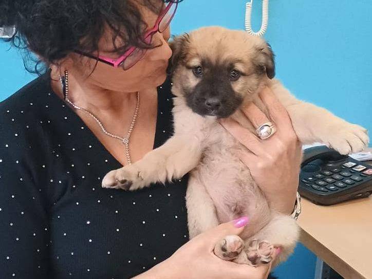 Adotta un cane, maschio, 1 anno e 5 mesi, Avellino