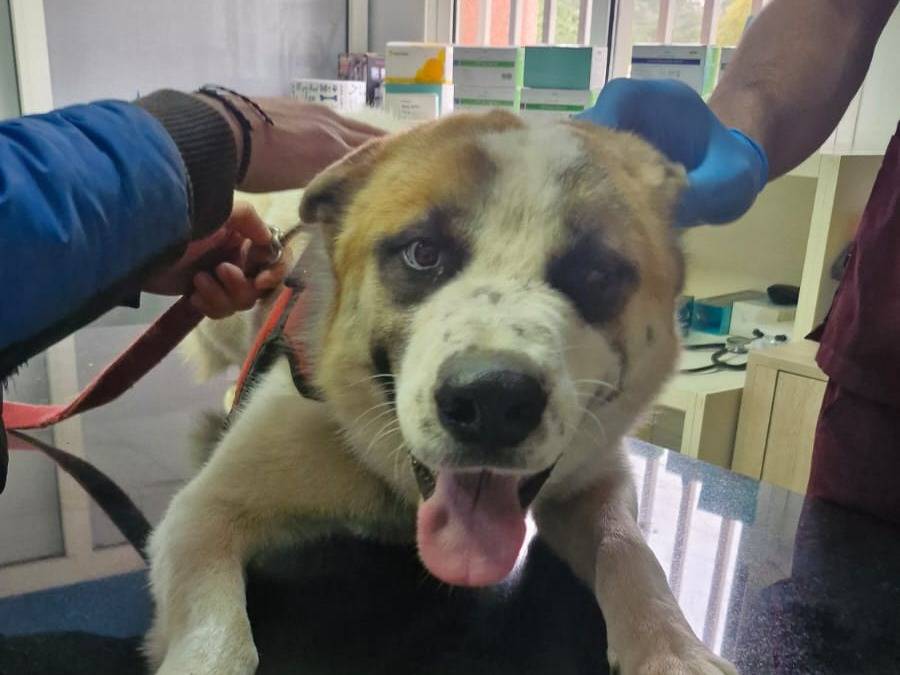 Vuoi adottare un cane a Milano?