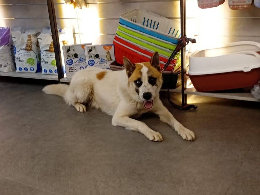 Adotta il cane Ronny a Milano