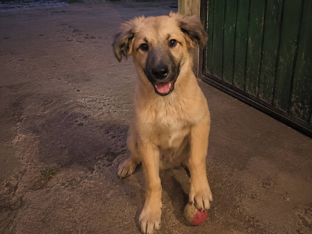 Adotta un cane, femmina, 7 mesi, Avellino