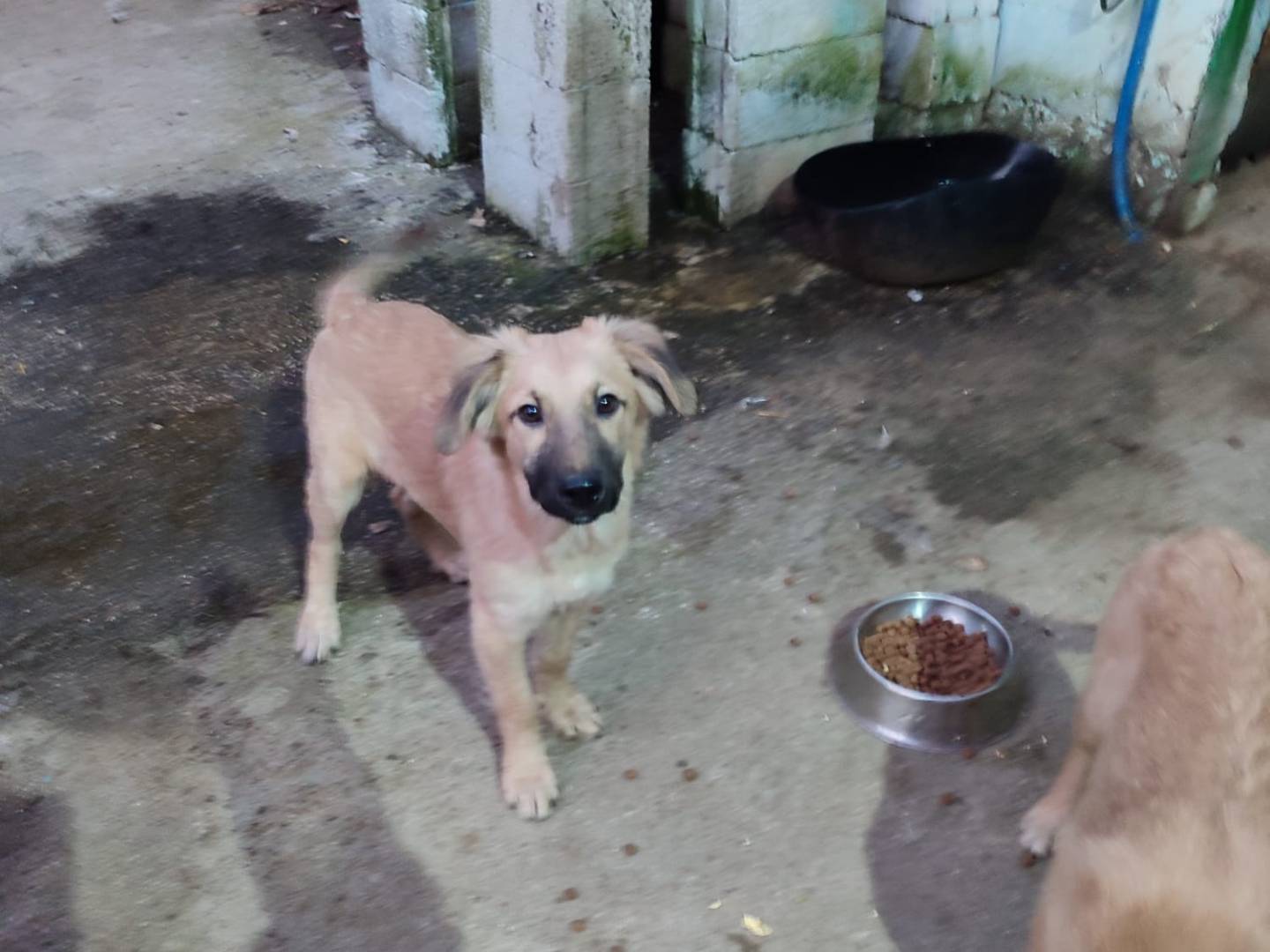 Adotta il cane Angelo a Avellino