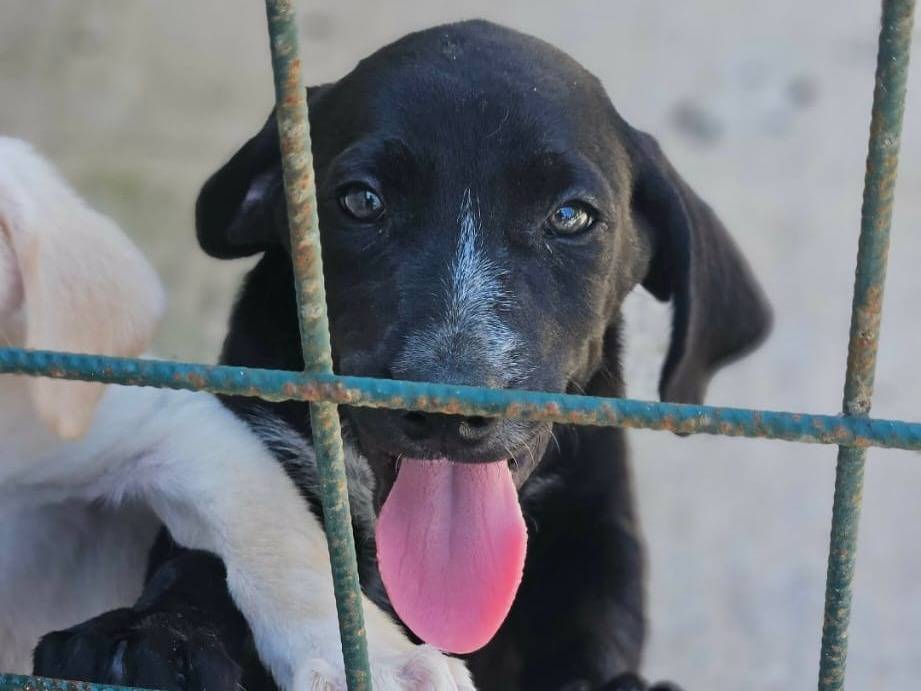 Adozione cane, maschio, Razza sconosciuta Razza sconosciuta, 3 mesi, taglia media, Avellino