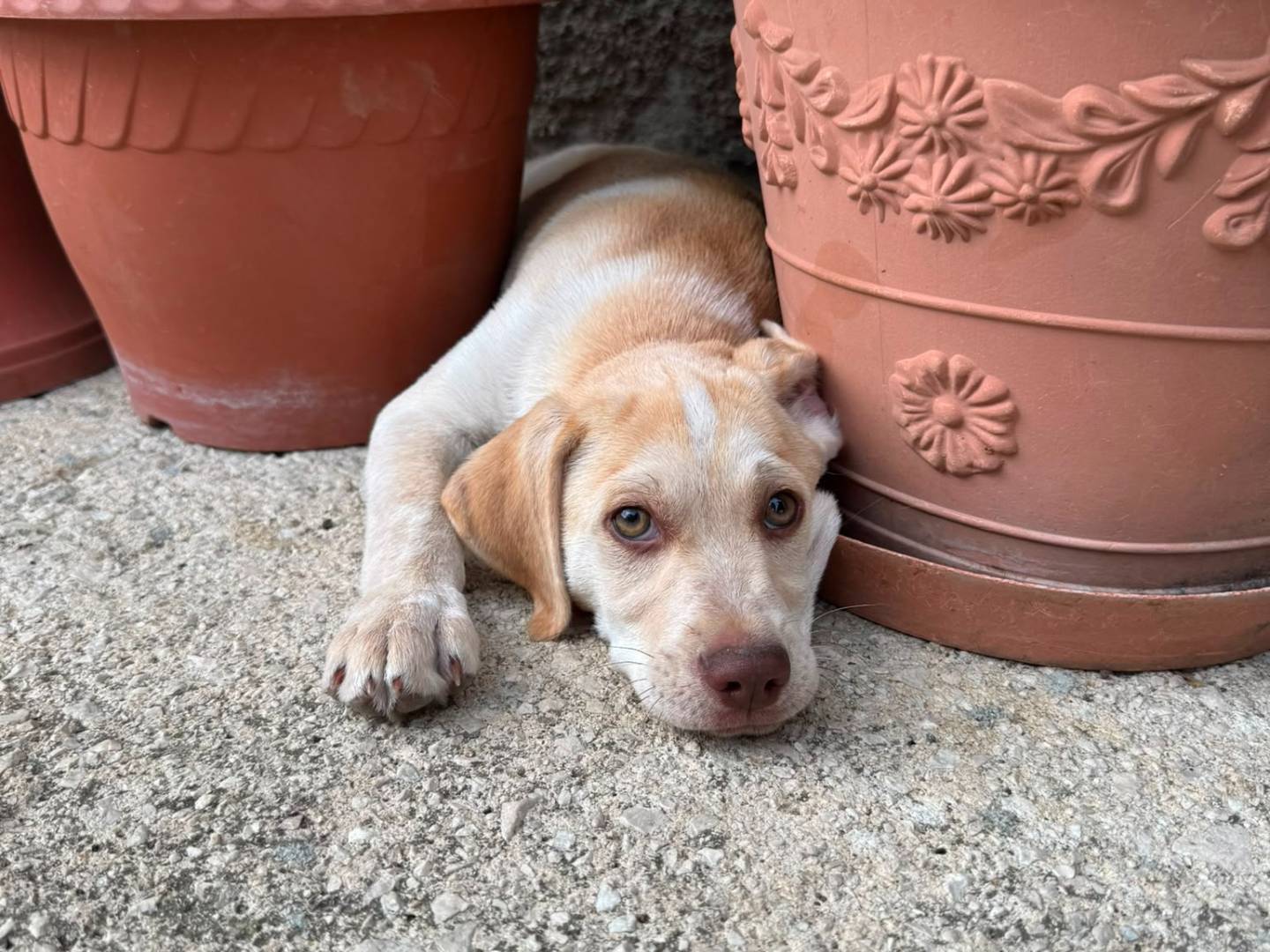 Adozione cane, maschio, Razza sconosciuta Razza sconosciuta, 3 mesi, taglia media, Avellino