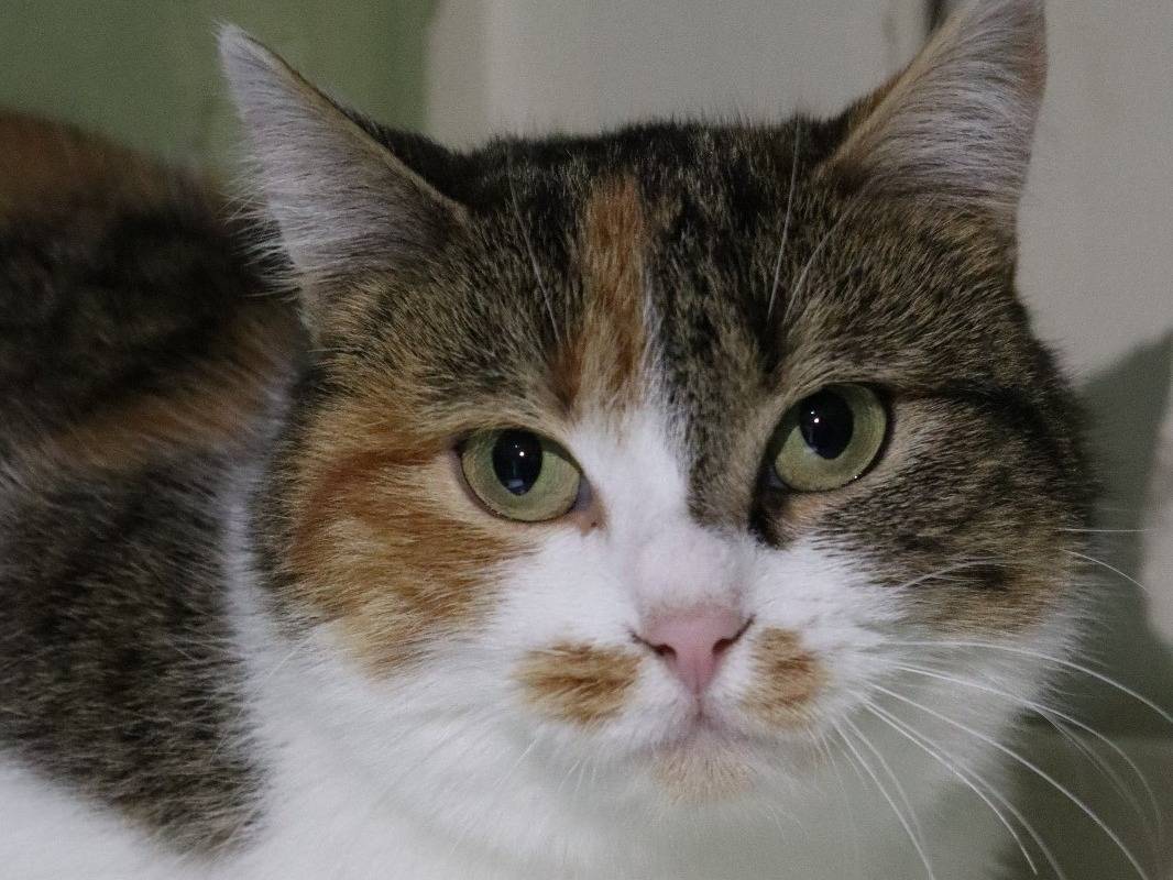 Adozione gatto, femmina, Razza sconosciuta Razza sconosciuta, 2 anni e 2 mesi, taglia non valida, Torino