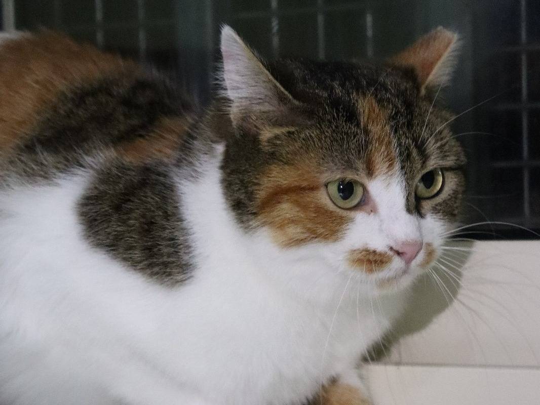 Adotta un gatto, taglia non valida, femmina, Torino