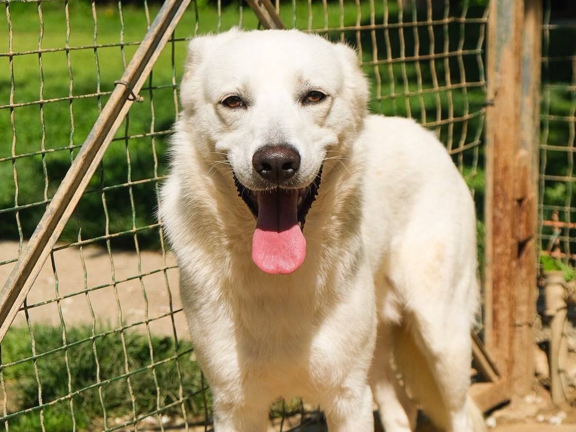 Adotta un cane, maschio, 1 anno e 7 mesi, Torino