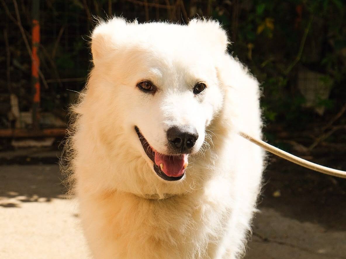Adozione cane, maschio, Razza sconosciuta Razza sconosciuta, 1 anno e 7 mesi, taglia grande, Torino