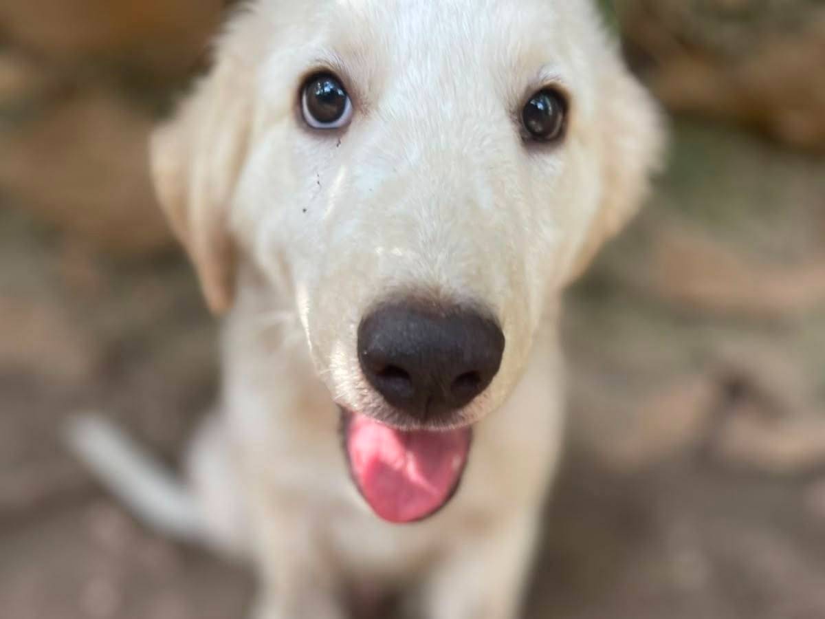Adozione cane, femmina, Razza sconosciuta Razza sconosciuta, 5 mesi, taglia media, Frosinone