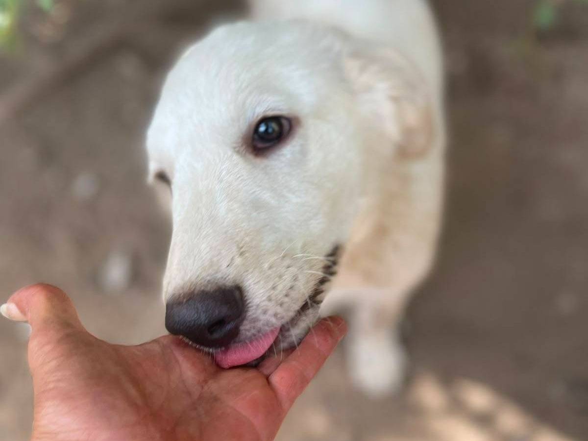 Adotta un cane, femmina, 5 mesi, Frosinone