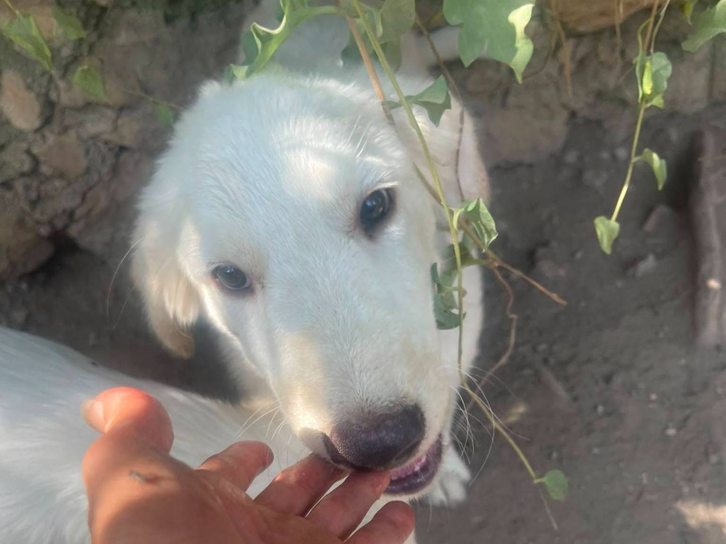 Adotta un cane, taglia media, femmina, Frosinone