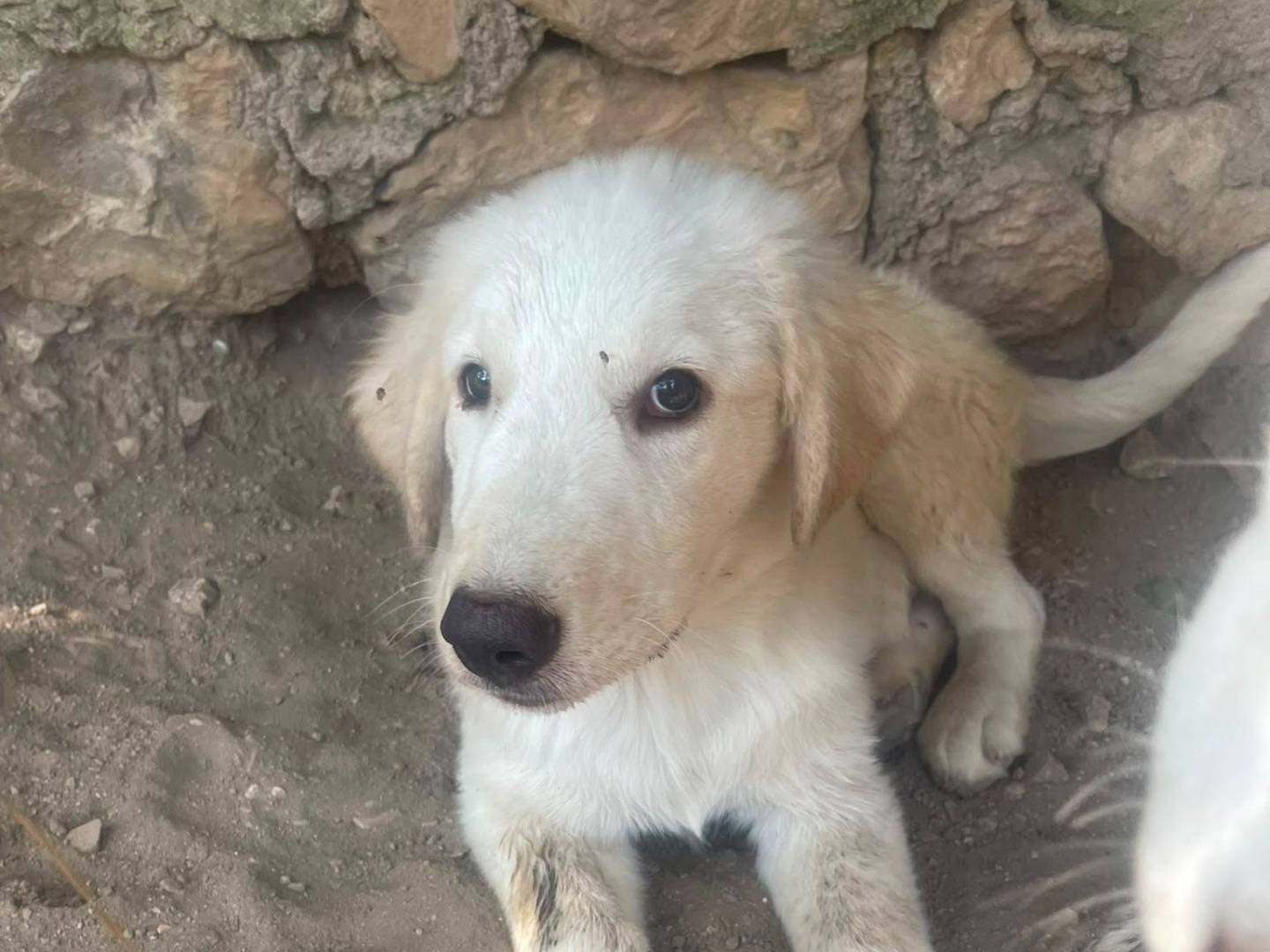 Vuoi adottare un cane a Frosinone?