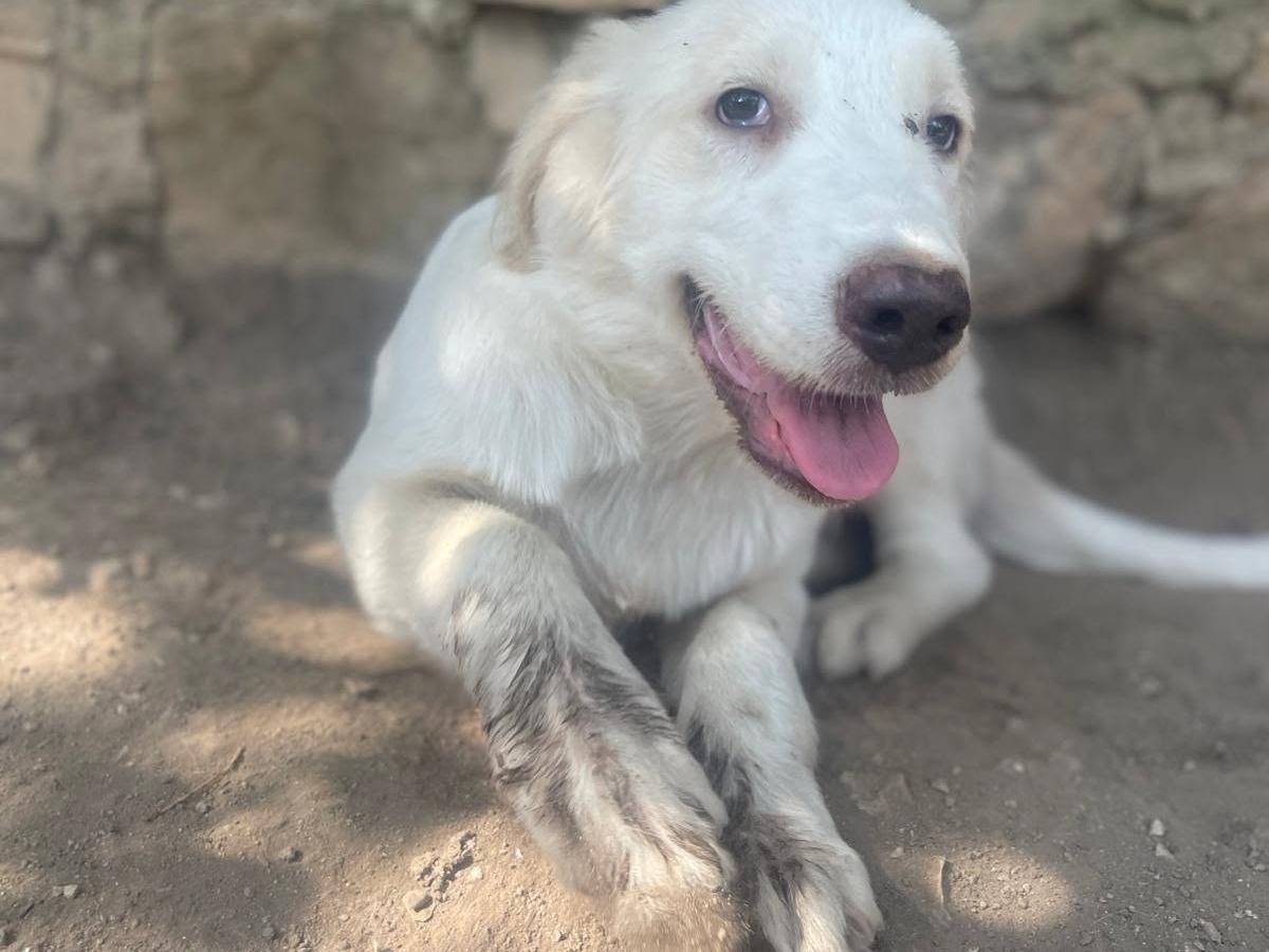 Adotta il cane Marella a Frosinone
