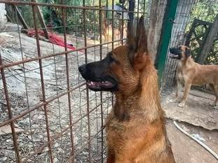Foto 2 dell'animale