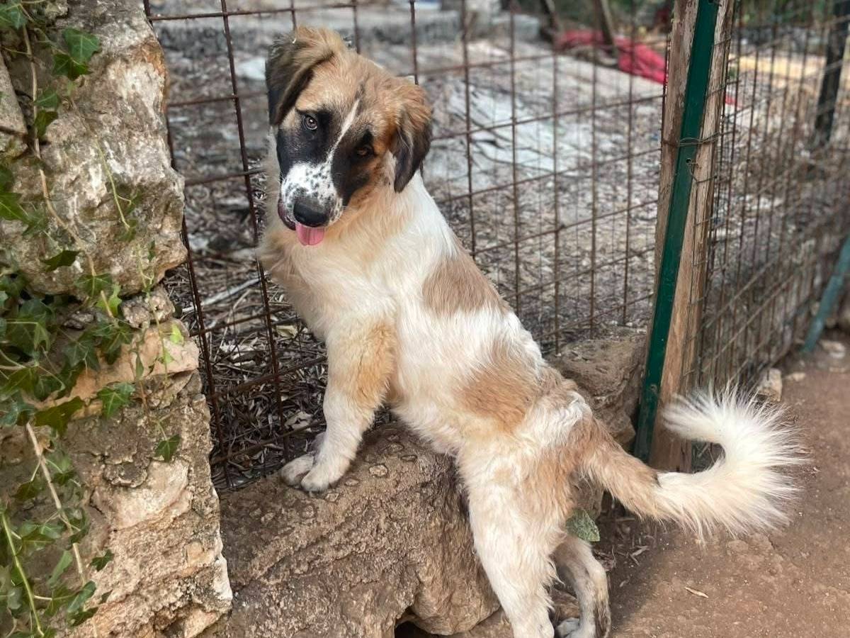 Adotta un cane, taglia media, maschio, Frosinone