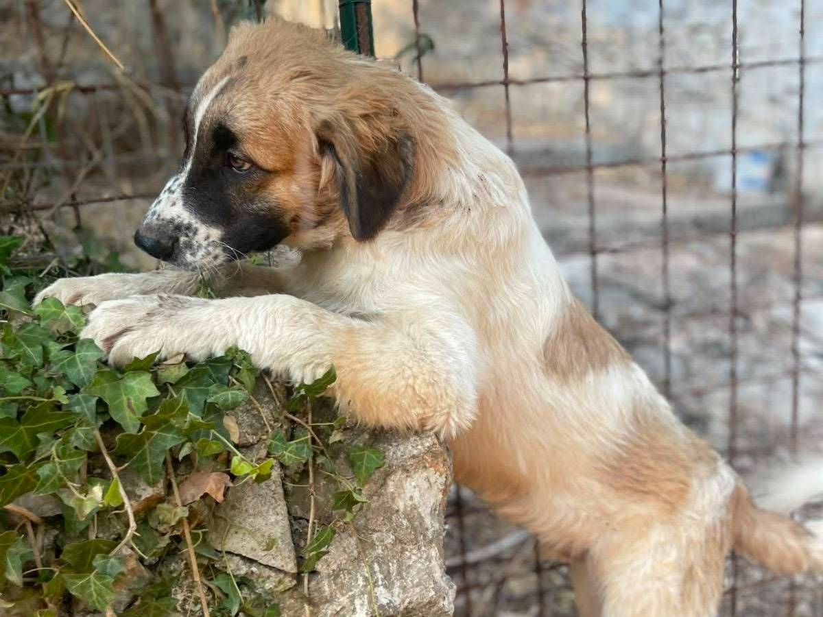 Foto 3 dell'animale