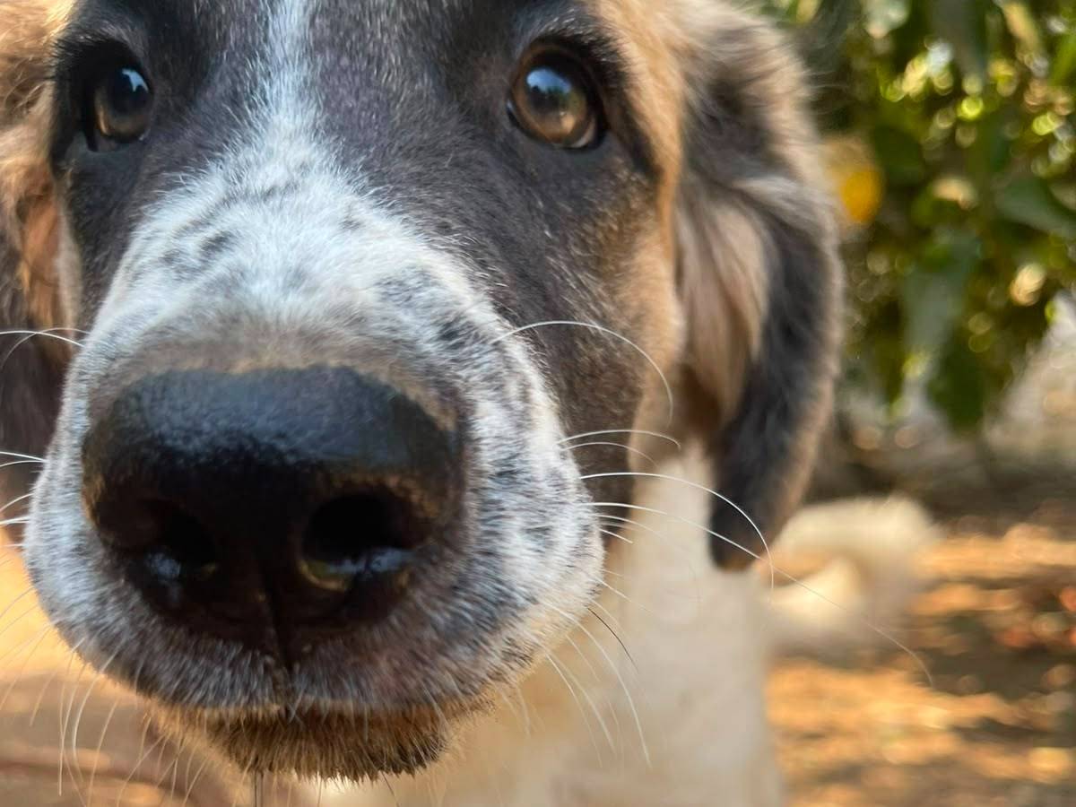 Adotta il cane Lillino a Frosinone