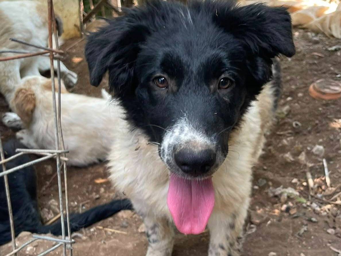 Adotta un cane, femmina, 6 mesi, Frosinone