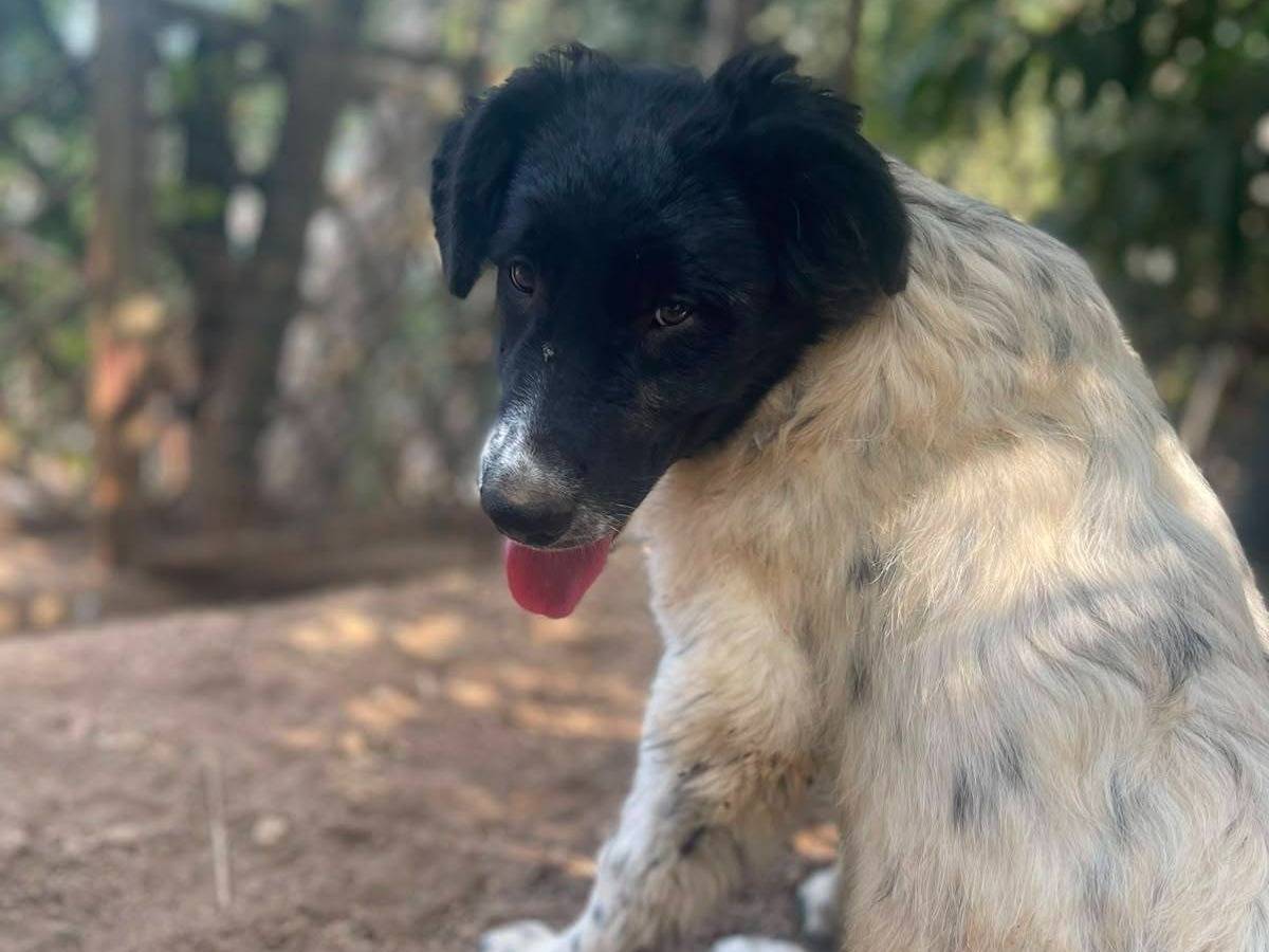 Adotta un cane, taglia media, femmina, Frosinone