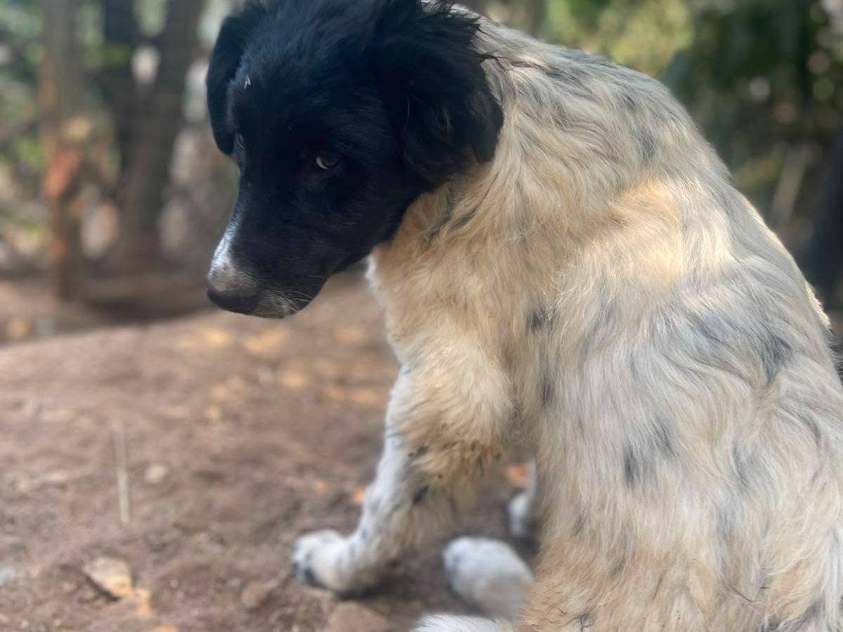 Vuoi adottare un cane a Frosinone?