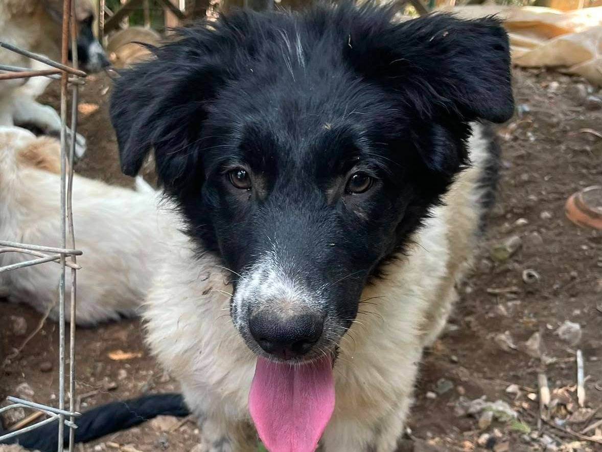Adotta il cane Mimì a Frosinone