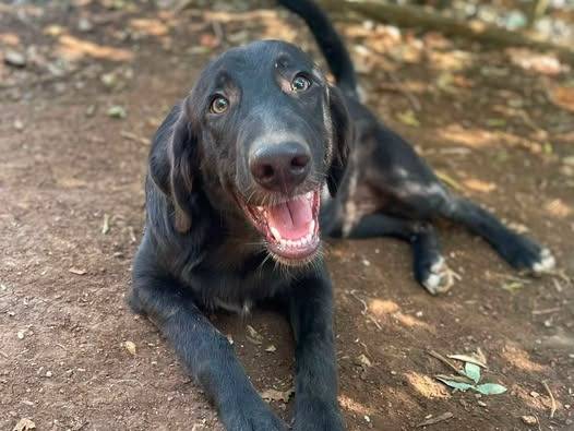 Adotta il cane Merlot a Frosinone