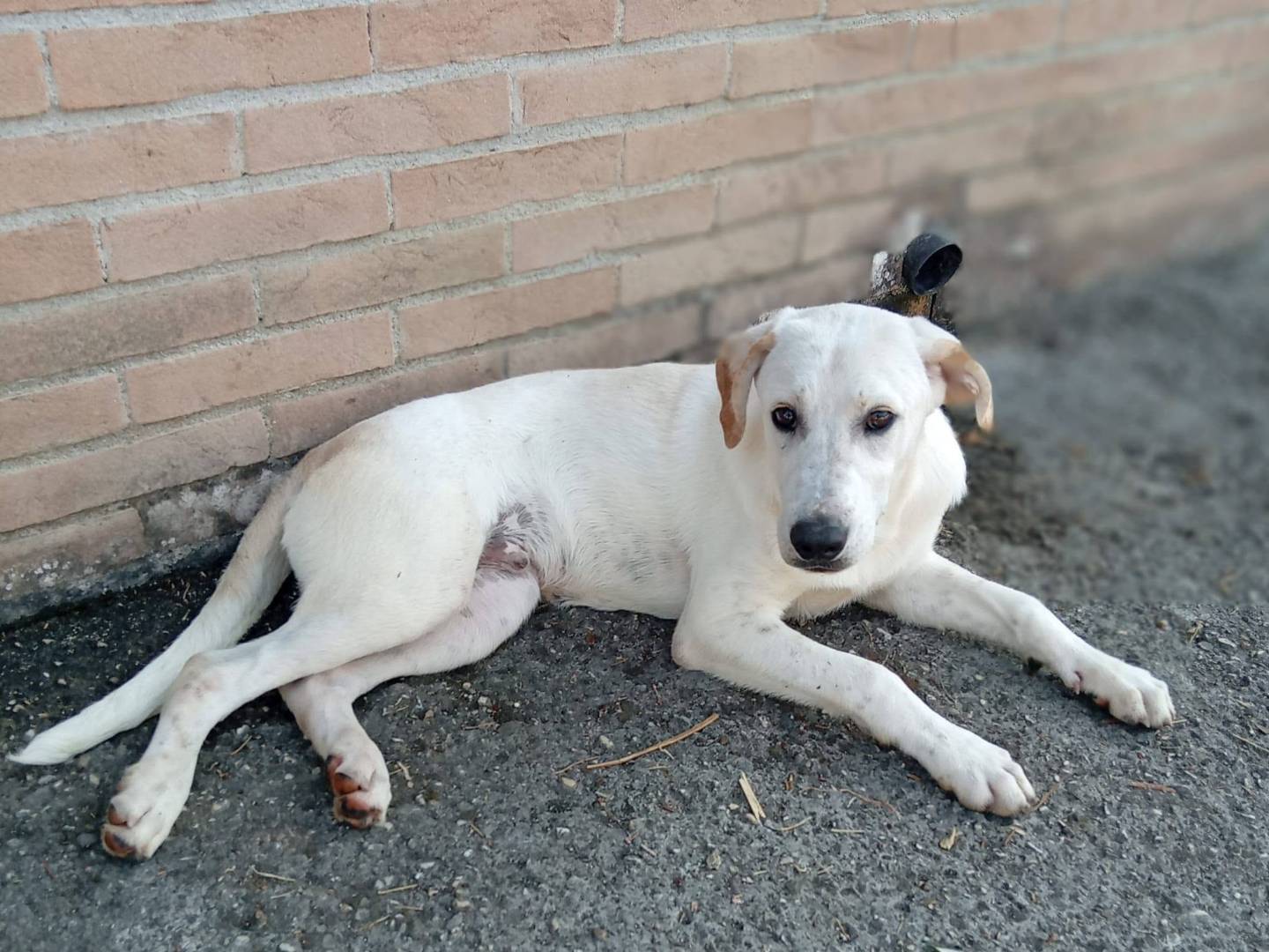 Vuoi adottare un cane a Frosinone?