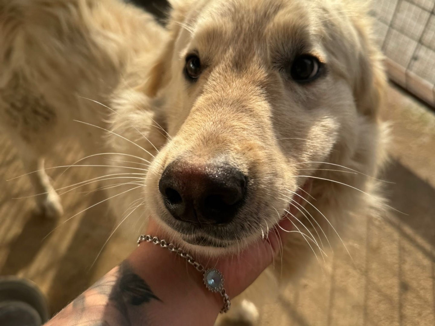 Adotta un cane, taglia grande, maschio, Vibo