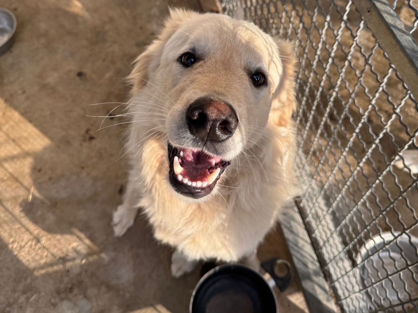 Adozione cane, maschio, Golden Retriever Pastore maremmano, 1 anno e 7 mesi, taglia grande, Vibo
