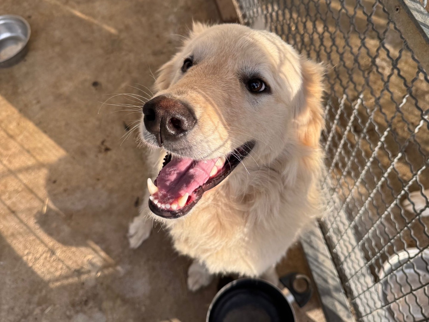 Adotta un cane, maschio, 1 anno e 7 mesi, Vibo