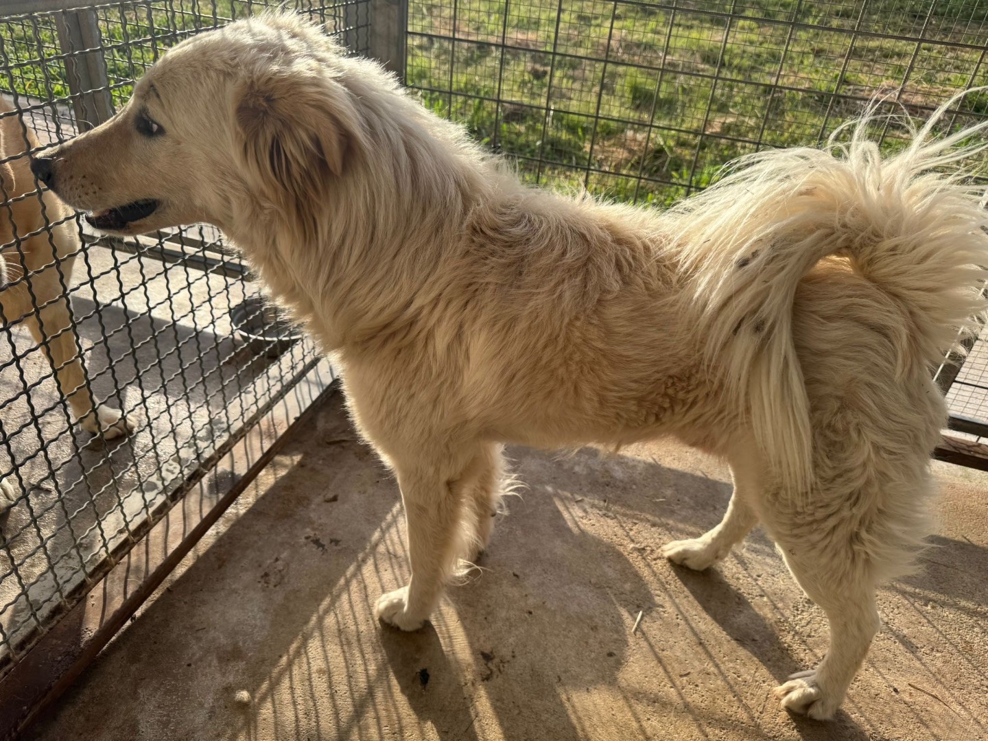 Vuoi adottare un cane a Vibo?