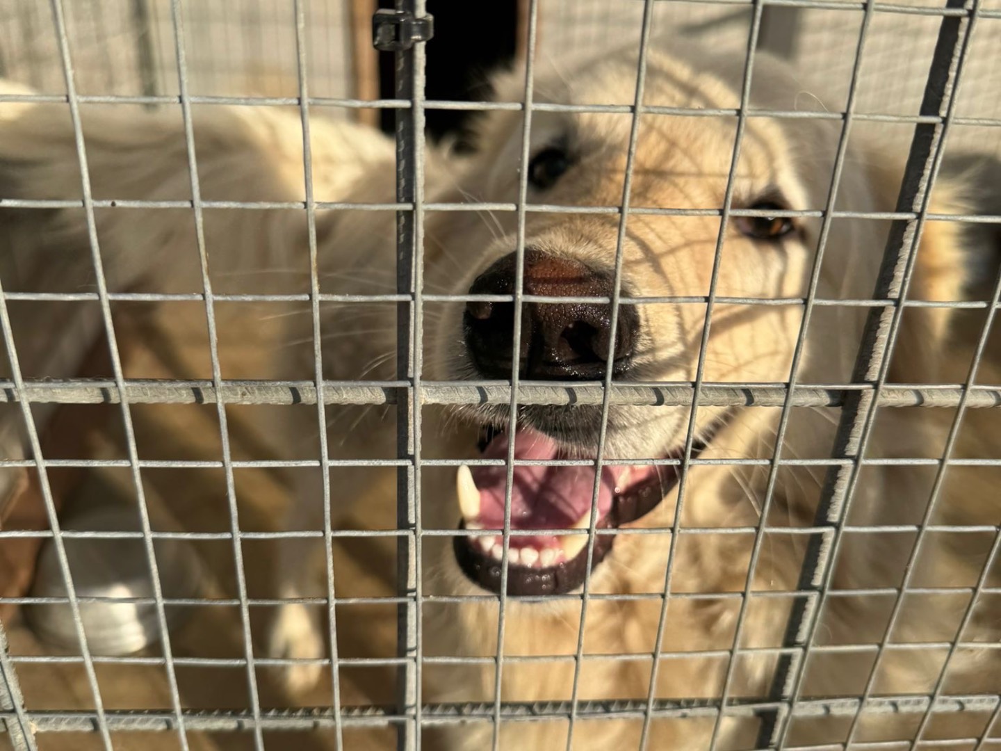 Adotta il cane Eros a Vibo