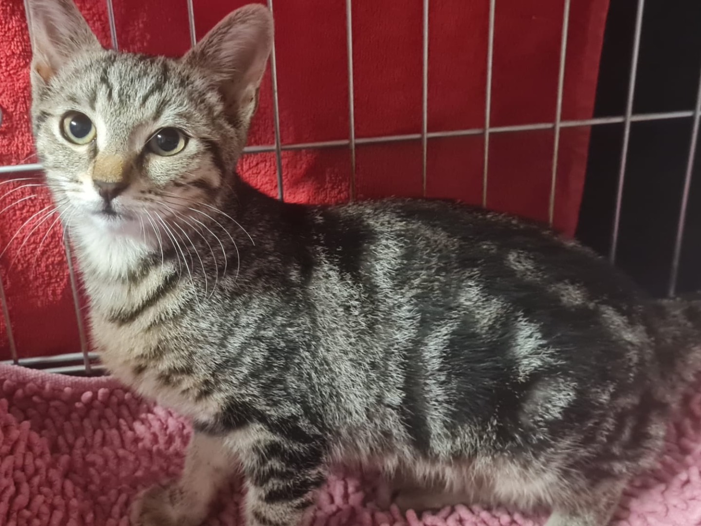 Adotta un gatto, taglia non valida, femmina, Trento