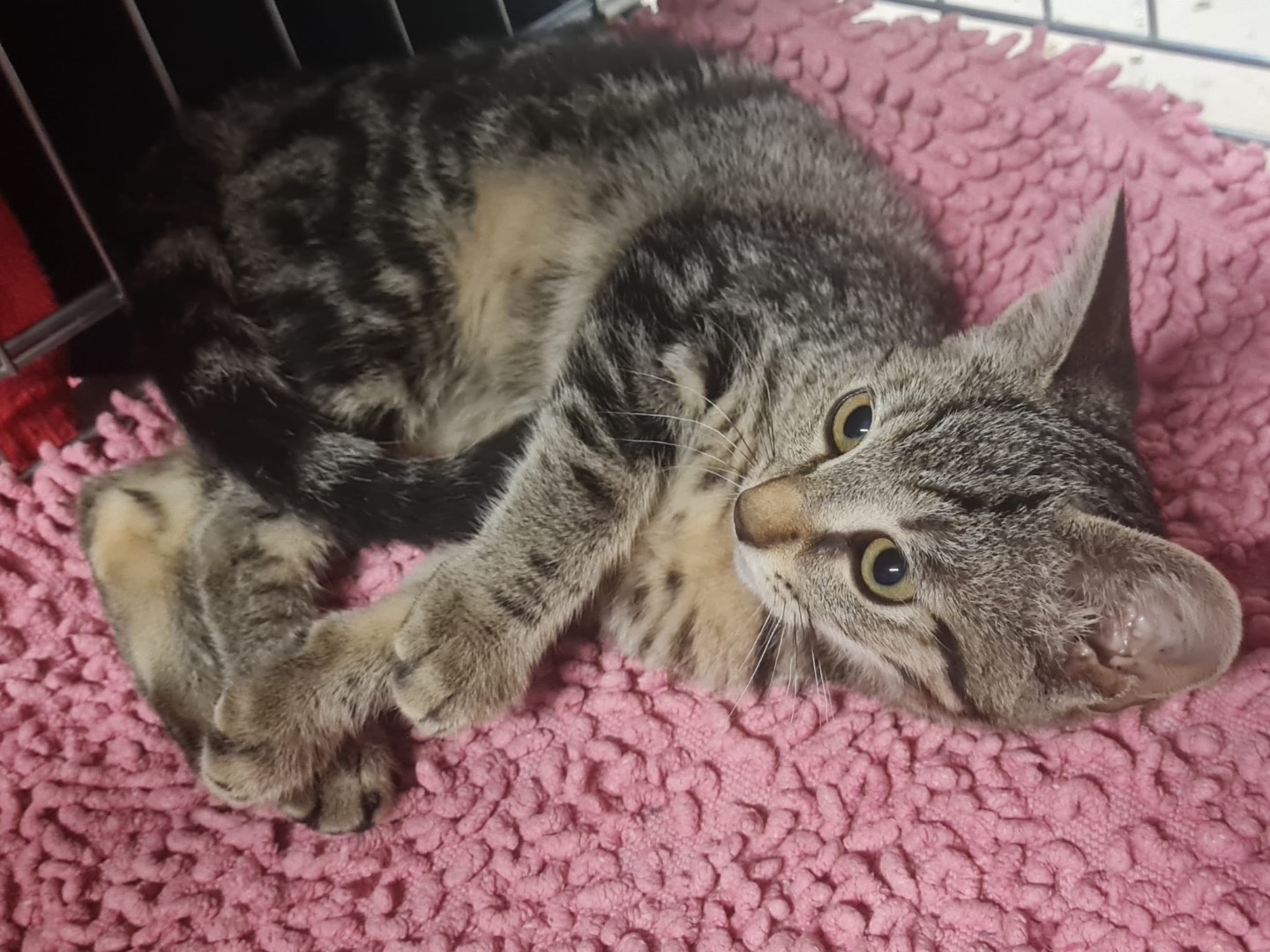Adotta un gatto, femmina, 3 mesi, Trento