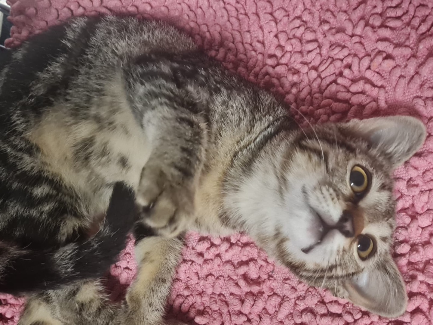 Vuoi adottare un gatto a Trento?