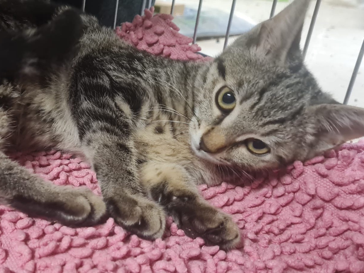 Adozione gatto, femmina, Razza sconosciuta Razza sconosciuta, 3 mesi, taglia non valida, Trento