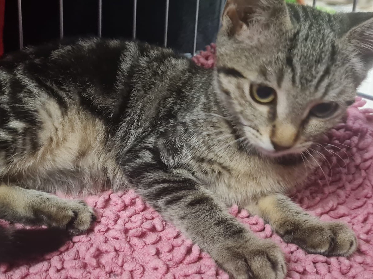 Adotta il gatto Emy a Trento