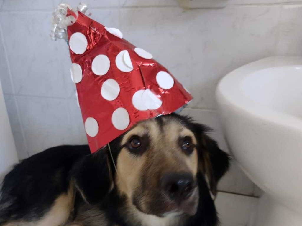 Vuoi adottare un cane a Catania?