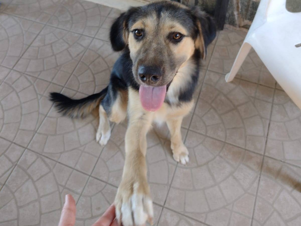 Adotta il cane Remì a Catania