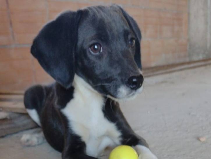 Adozione cane, maschio, Segugio Razza sconosciuta, 3 mesi, taglia piccola, Catania