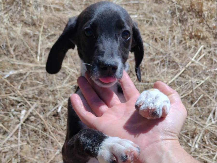 Adotta un cane, maschio, 3 mesi, Catania