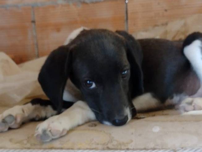 Adotta un cane, taglia piccola, maschio, Catania