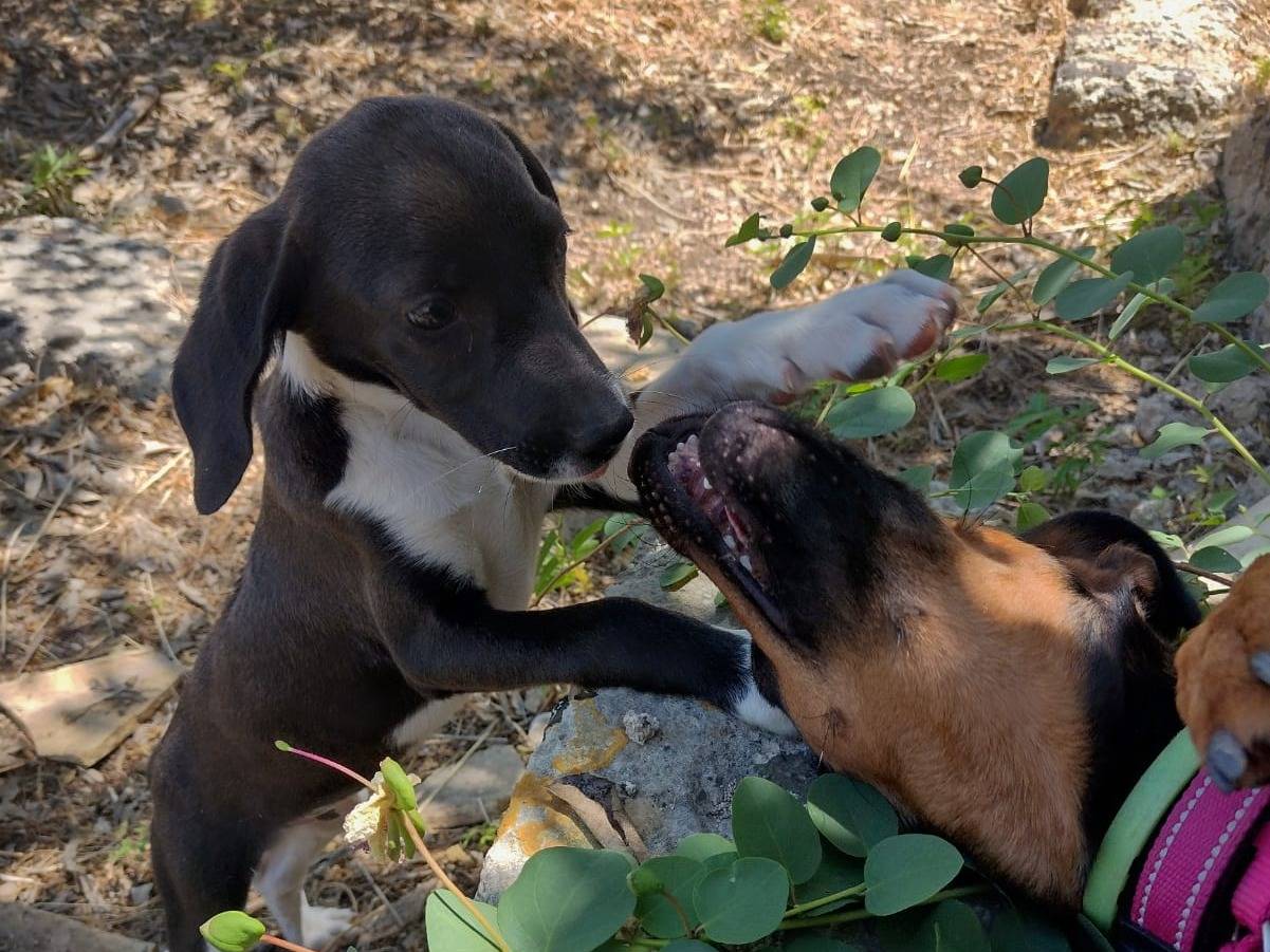 Vuoi adottare un cane a Catania?