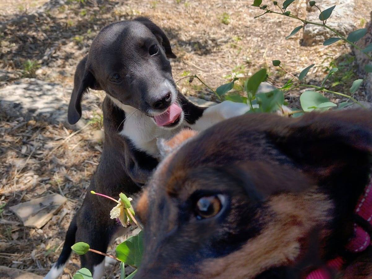 Adotta il cane Timmy a Catania