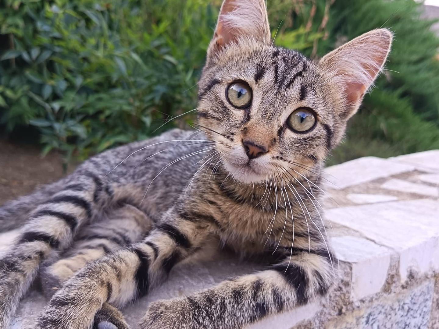 Adozione gatto, maschio, Razza sconosciuta Razza sconosciuta, 3 mesi, taglia non valida, Avellino