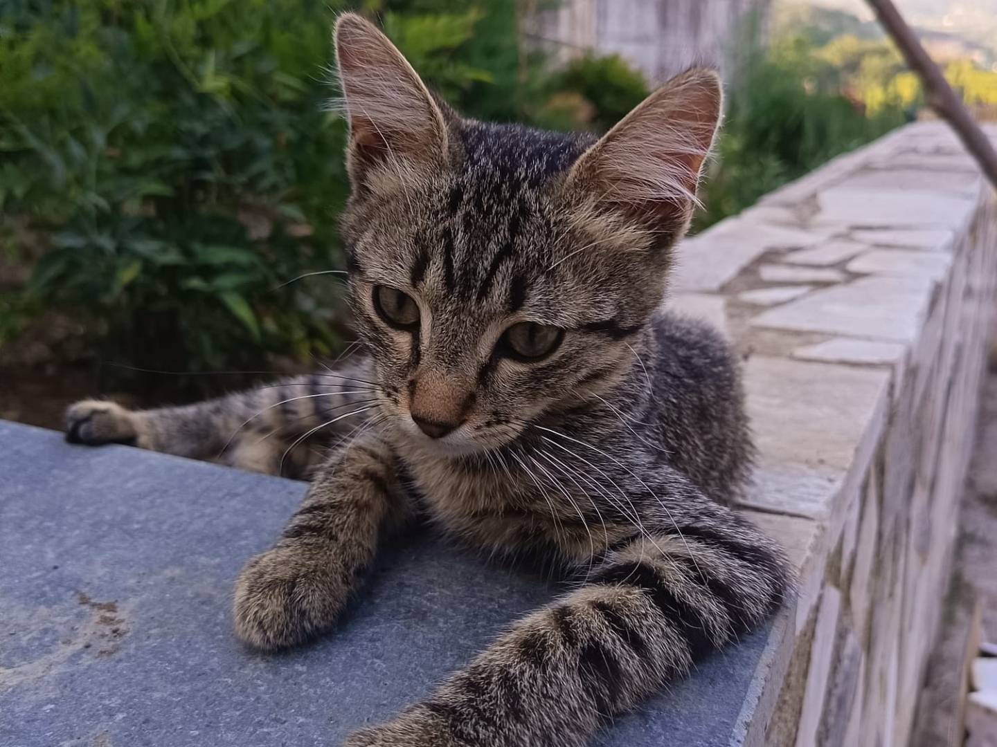 Adotta un gatto, maschio, 3 mesi, Avellino