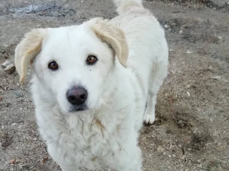 Adotta un cane, maschio, 16 anni e 6 mesi, Rimini