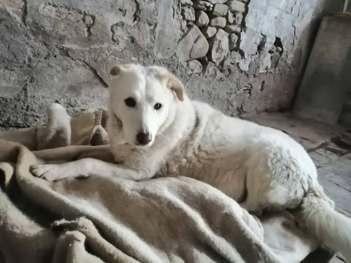 Adotta un cane, taglia gigante, maschio, Rimini