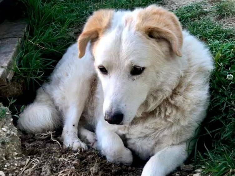 Vuoi adottare un cane a Rimini?